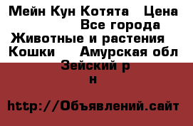 Мейн Кун Котята › Цена ­ 15 000 - Все города Животные и растения » Кошки   . Амурская обл.,Зейский р-н